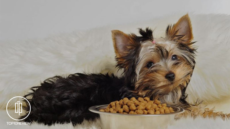 راهنمای خرید بهترین غذای سگ 3 بهترین غذای سگ کوچک