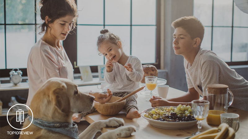 راهنمای خرید بهترین غذای سگ 2 بهترین غذای خانگی سگ