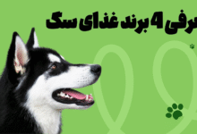 4 برند غذای خوب برای سگ‌